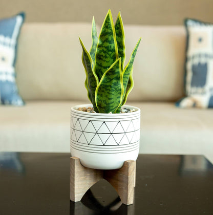 Faux Snake Plant in Ceramic Pot with Wood Stand, 12"