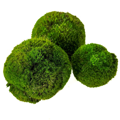 4'' Small Preserved Moss Ball