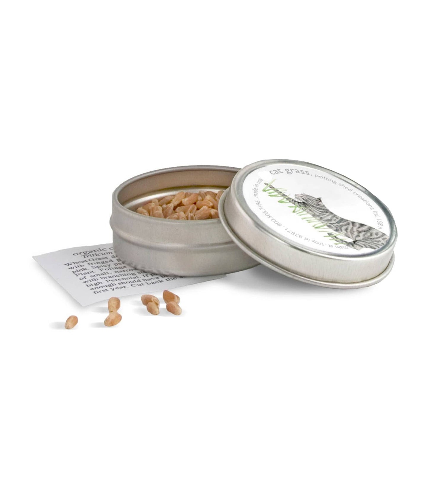 Catnip seedlings in tin can