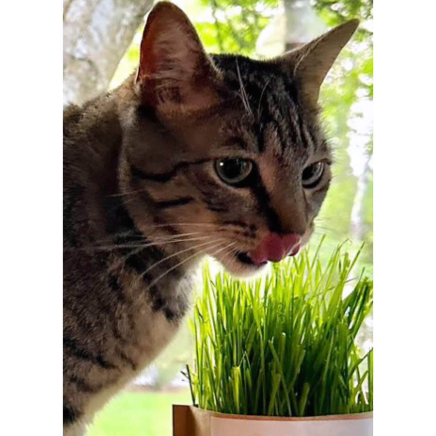 Catnip seedlings in tin can