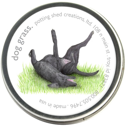 Dog grass (barley grass) seedlings in tin can