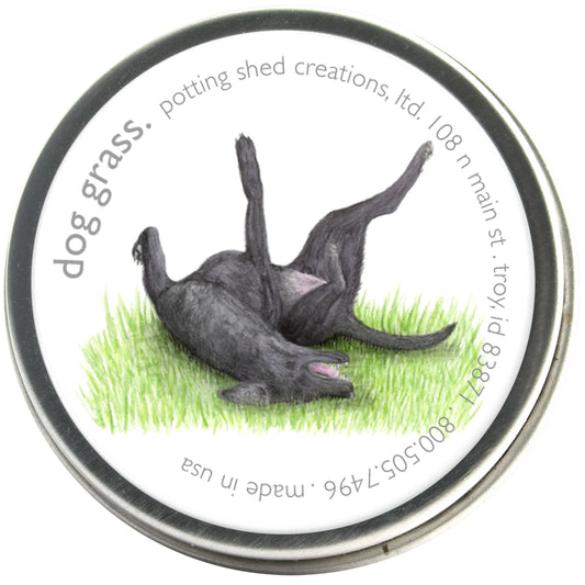 Dog grass (barley grass) seedlings in tin can