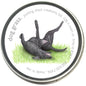Dog grass (barley grass) seedlings in tin can
