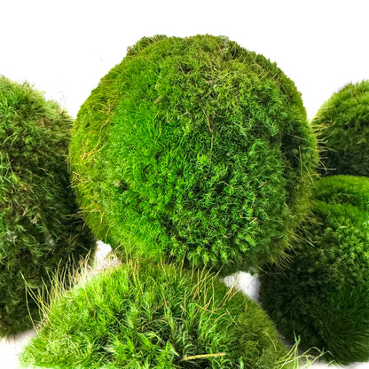4'' Small Preserved Moss Ball