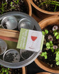 Pocket Garden | Wine Lover's | Best Seller | Spring Gift