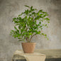 16" POTTED SMILAX PLANT