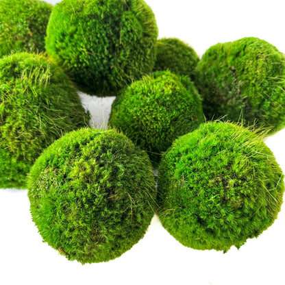 4'' Small Preserved Moss Ball