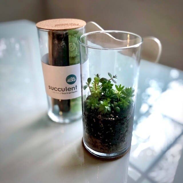 NEW Succulent Terrarium | friendship gift