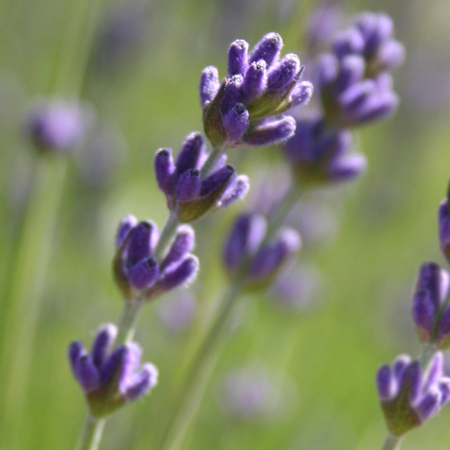 Garden Sprinkles - Lavender