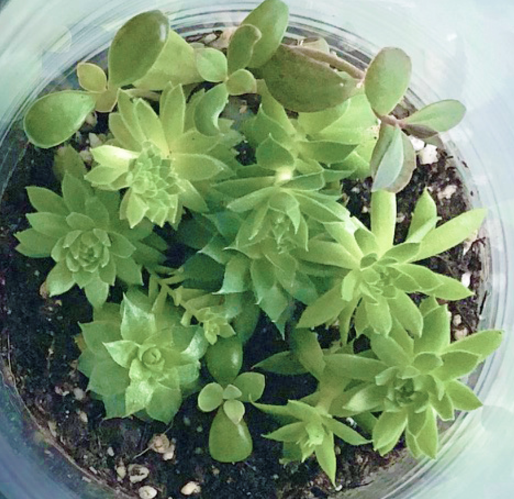 NEW Succulent Terrarium | friendship gift