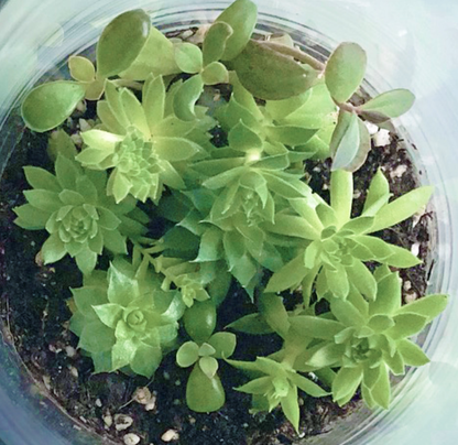 NEW Succulent Terrarium | friendship gift