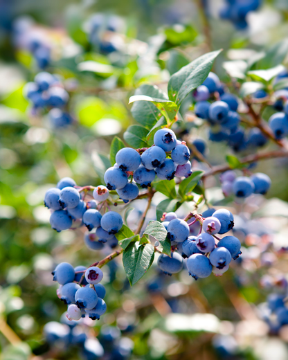 Wild Maine Blueberries Candle