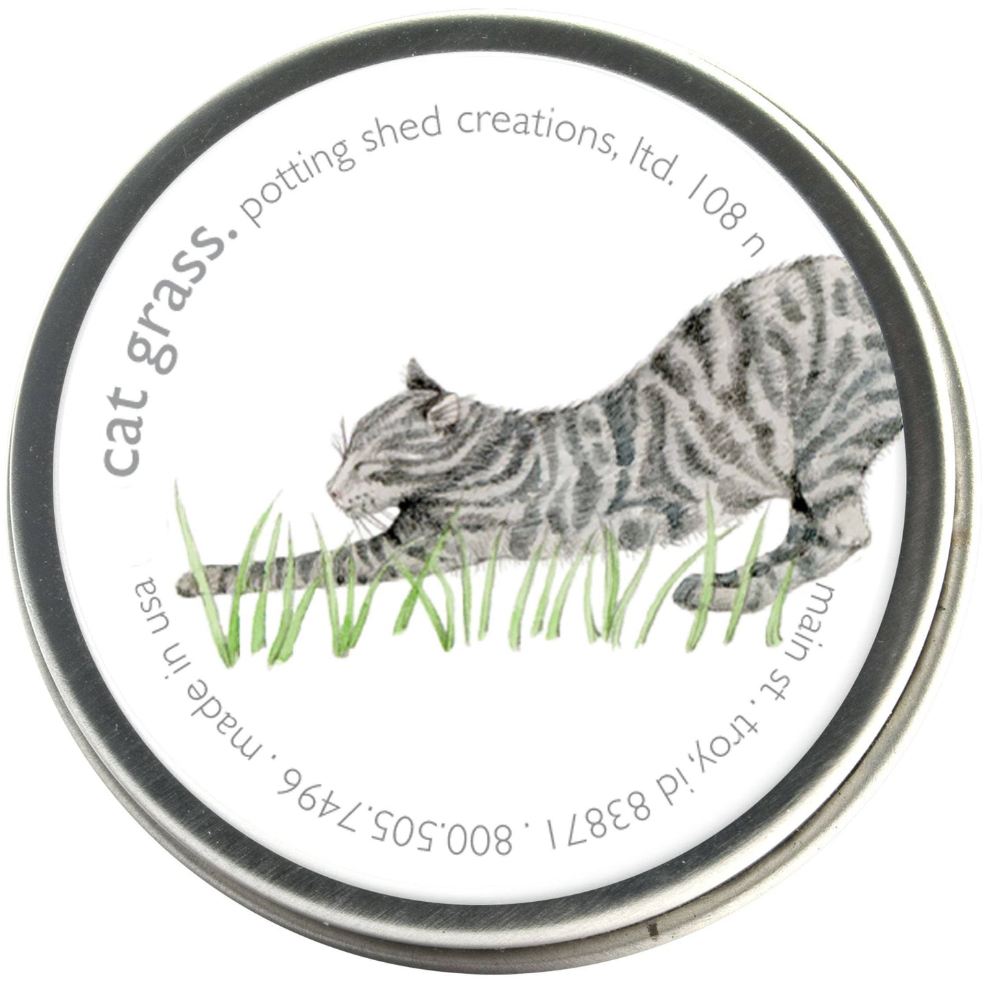 Catnip seedlings in tin can