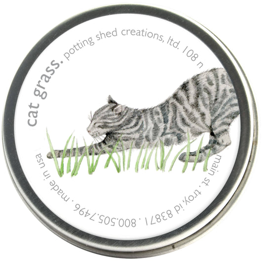 Cat grass (organic wheat grass) seedlings in tin can