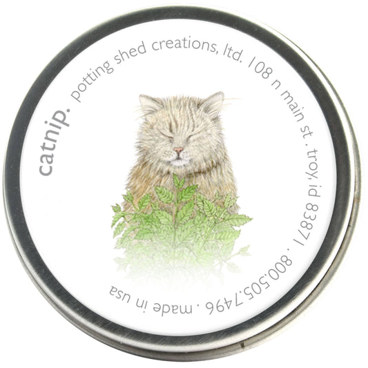 Catnip seedlings in tin can