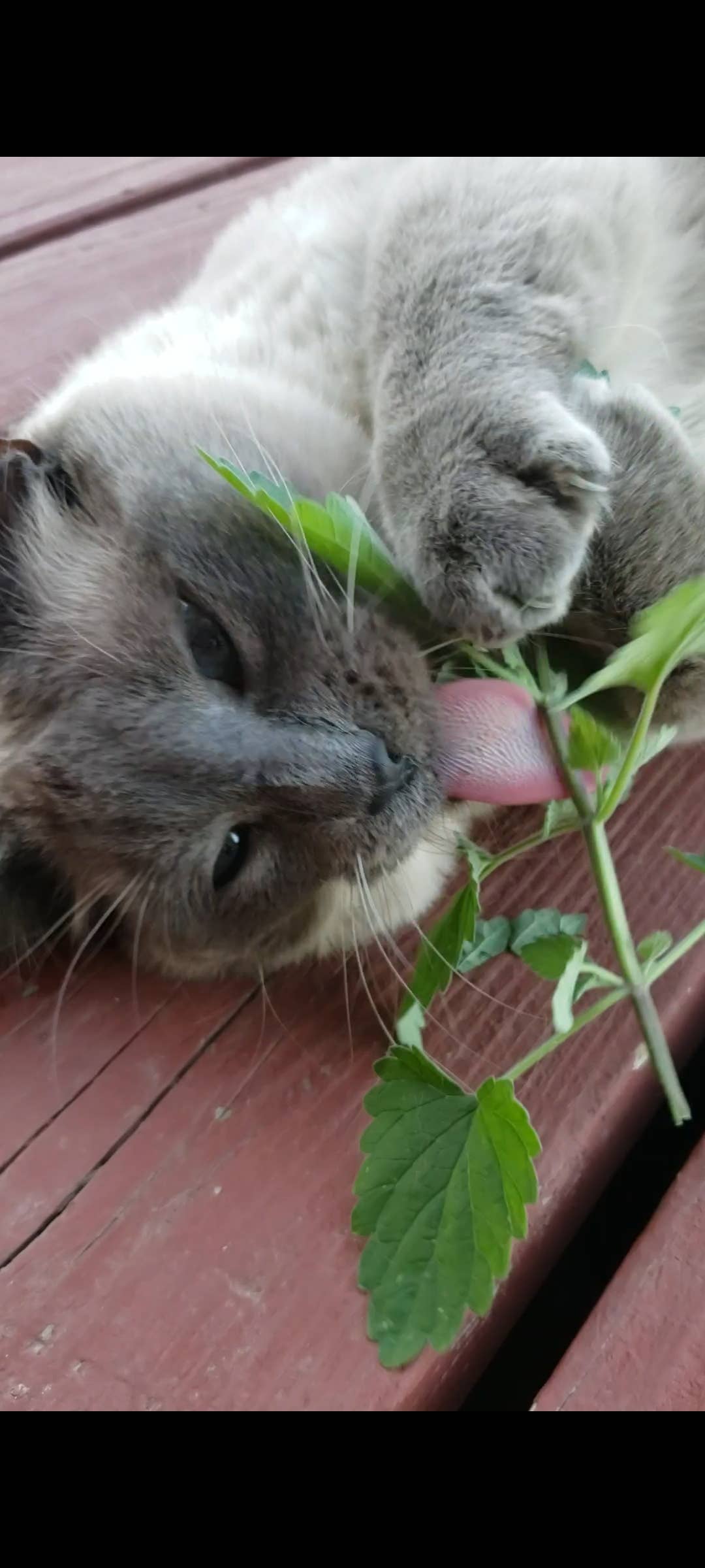 Catnip seedlings in tin can